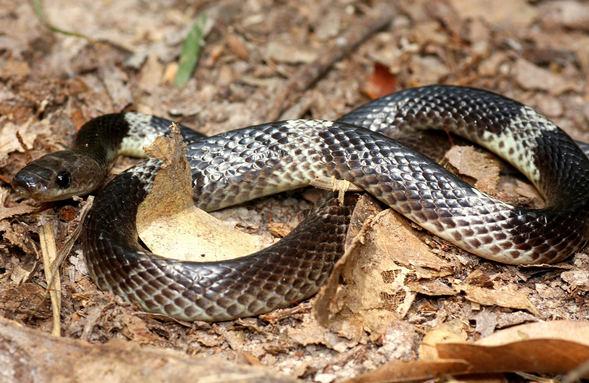 Banded Wolf Snake (Lycodon subcinctus) from Z village
